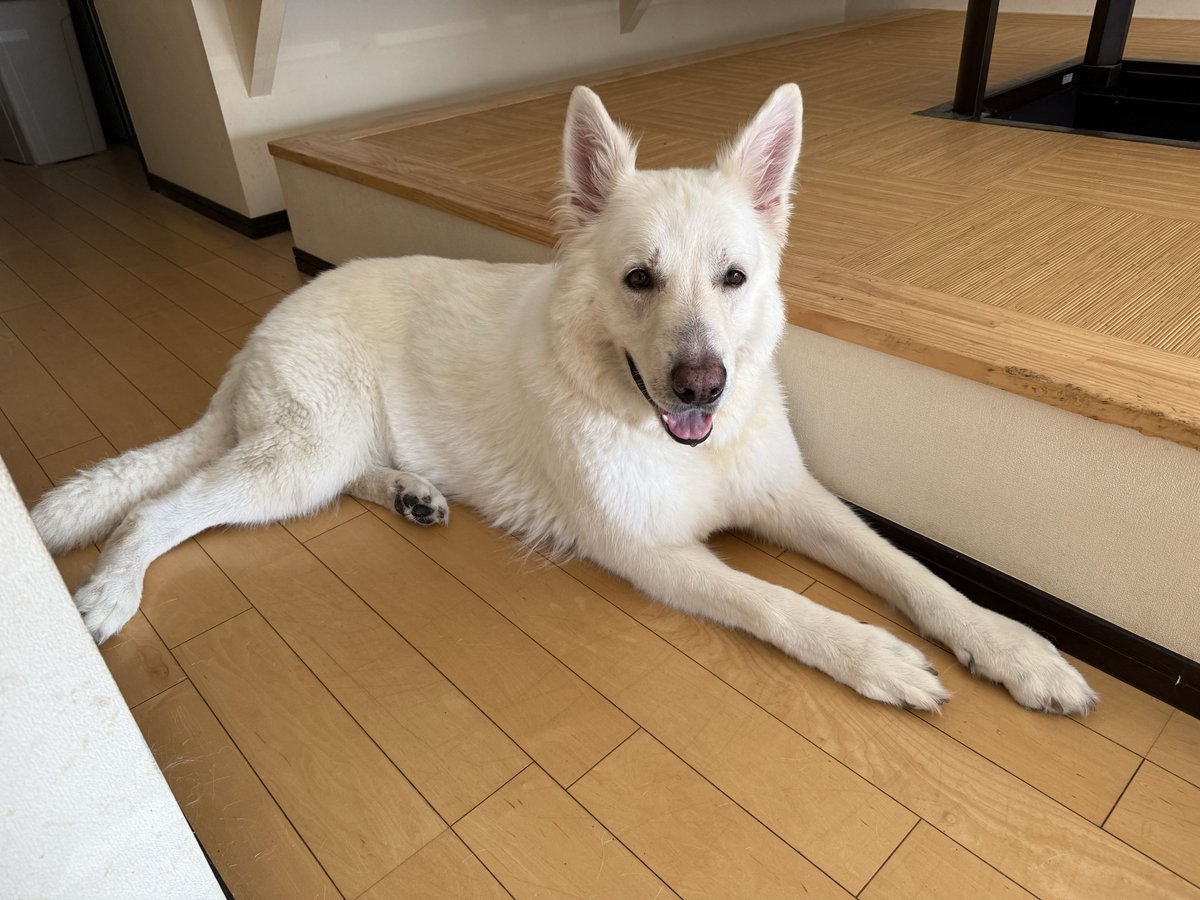 kyoka_game's tweet photo. 蓮が先程息を引き取ったそうです https://t.co/PivzEXeWMf
