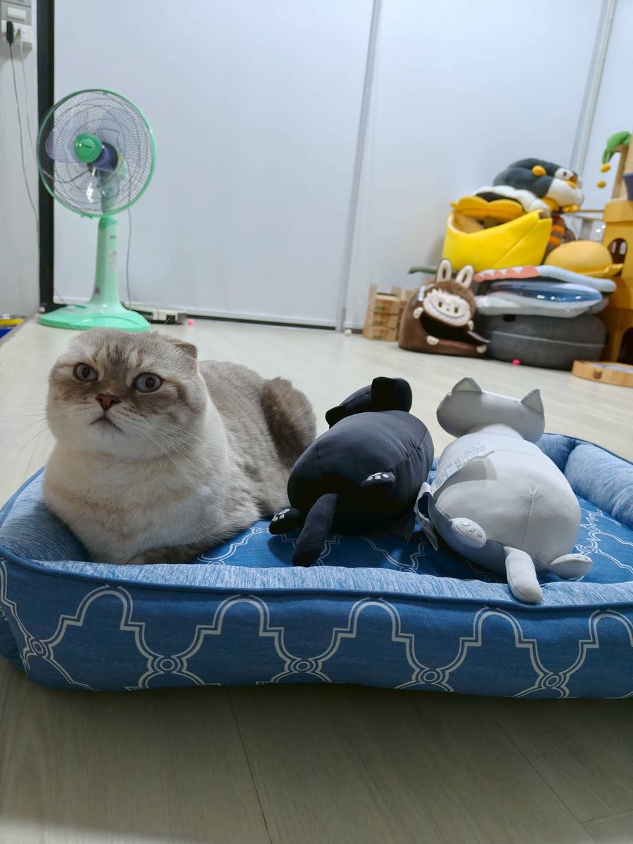 ManabiTorres's tweet photo. Meow meow 

GULF KANAWUT 
#GulfKanawut
@gulfkanawut https://t.co/crhiut5Rkj