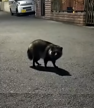 たぬき。 たぬき。