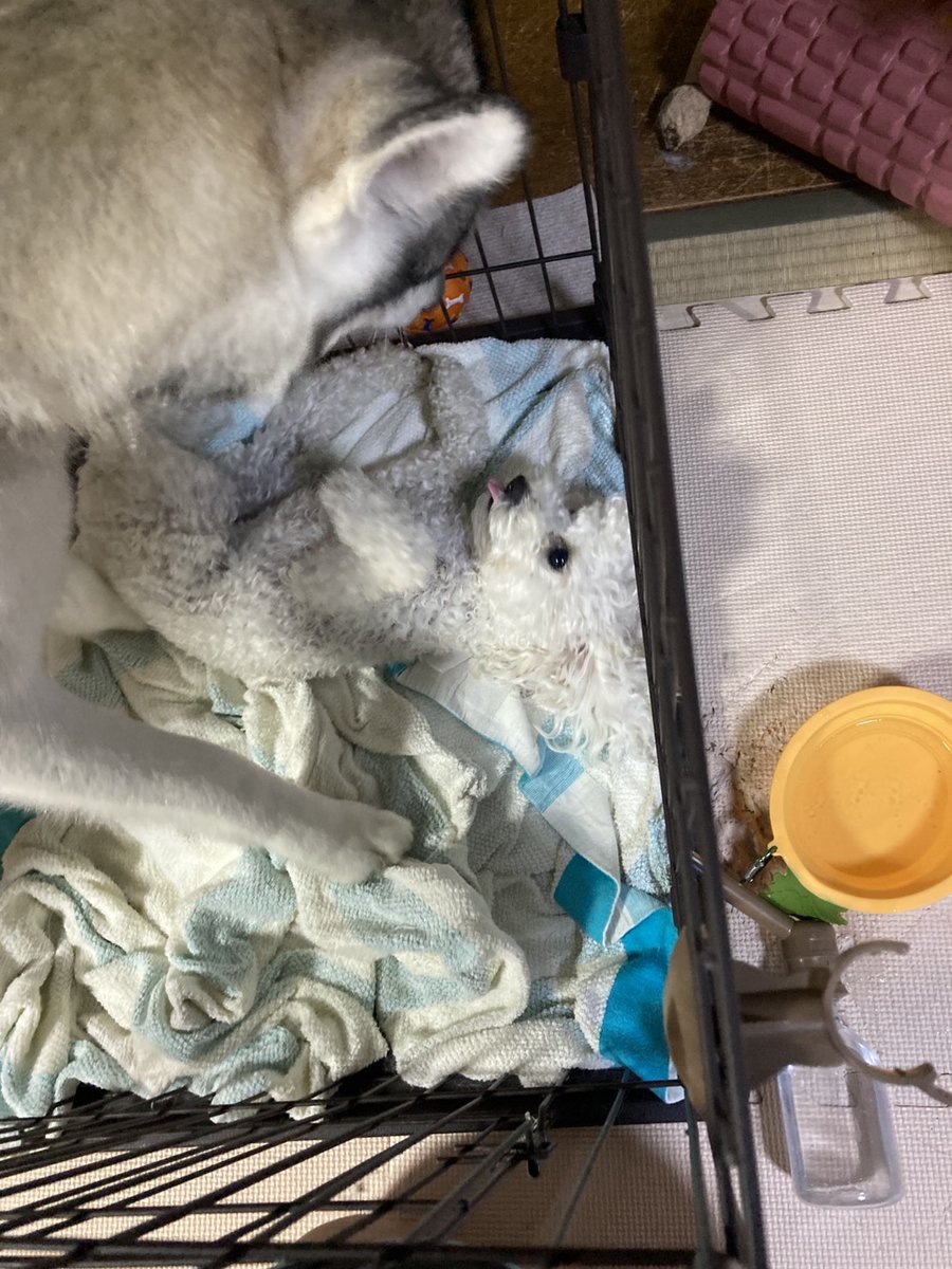 roa_husky's tweet photo. ロア「お前あんまり調子のるなっぴぃ…ここロアちのおうちっぴ…」

テンちゃん「ひ、ひぇ…小型犬のサークル入って来るなんて思わなかったでち……」

#ハスキー
#トイプー
#教育的指導 https://t.co/yBsOswYOF3