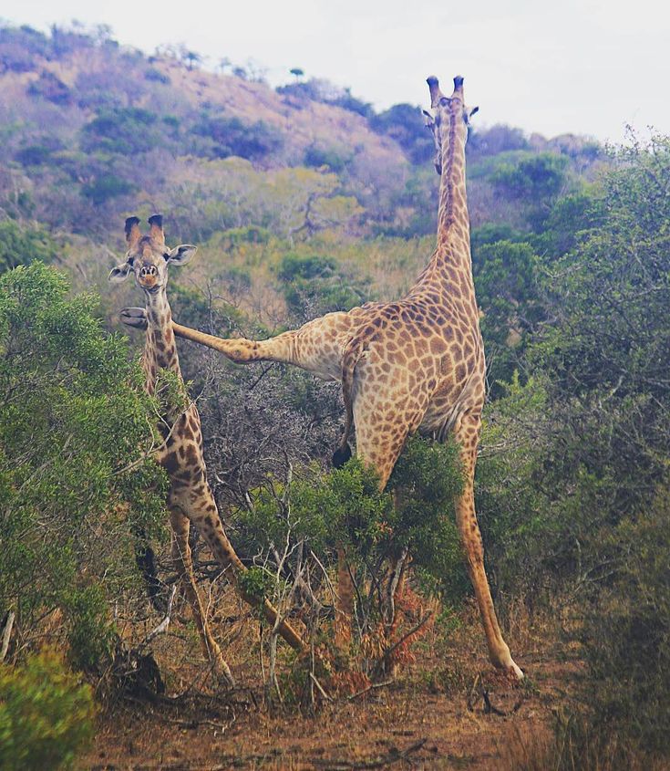 Giraffe tweet media