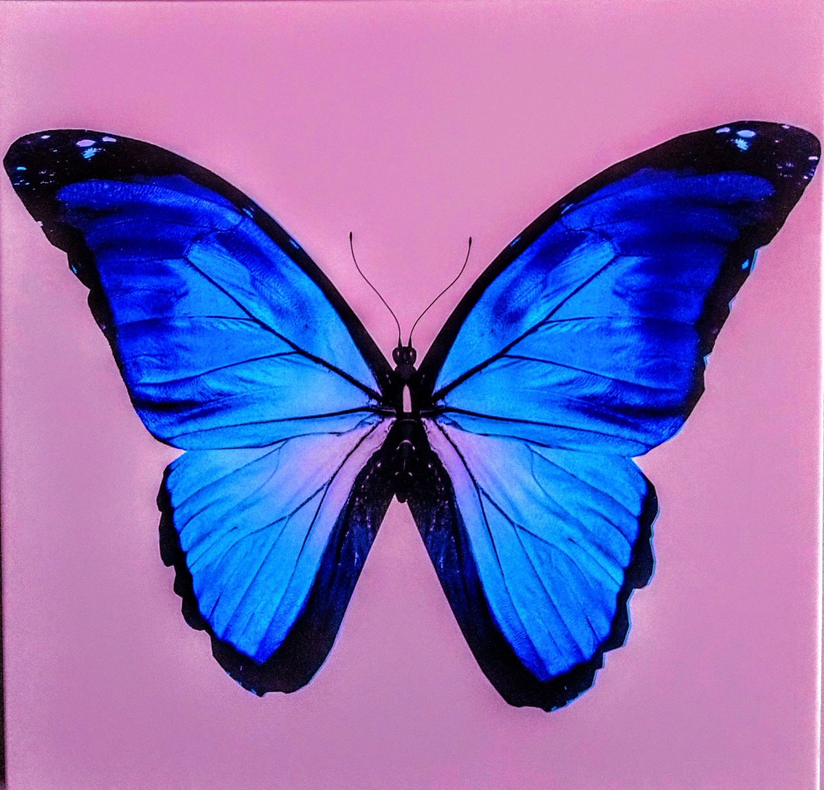 Papillon🦋 tweet media