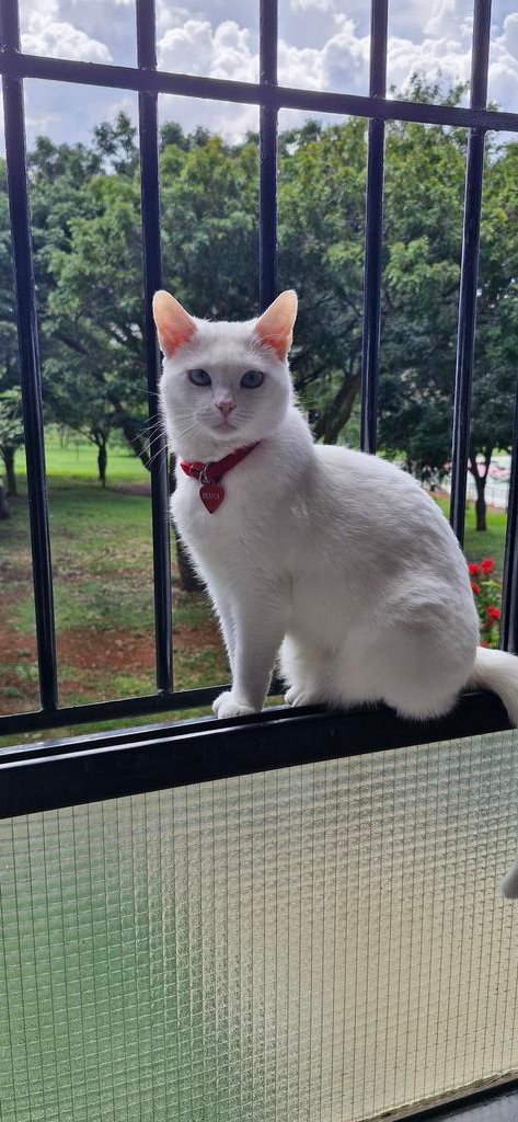 d_evoilds's tweet photo. era a gata do vizinho da minha tia, vivia na casa dela pedindo por comida. um dia o vizinho disse que ia se mudar e q não queria mais ela (ia abandonar), minha tia acabou trazendo ela p minha casa temporariamente p gnt levar no vet e foi amor a primeira vista, nunca mais devolvi https://t.co/0bPUmMDmvs