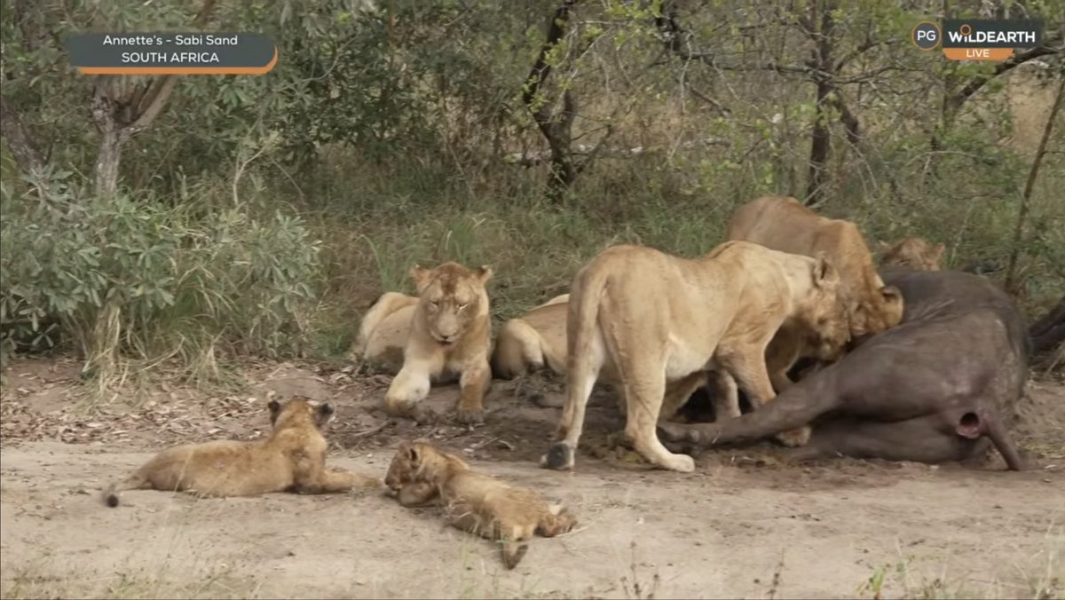 FelipeBravoV's tweet photo. Nkuhuma Pride’s EPIC sightings! at morning again 🦁 (Part 10) #wildearth https://t.co/2uwNbnlEfp