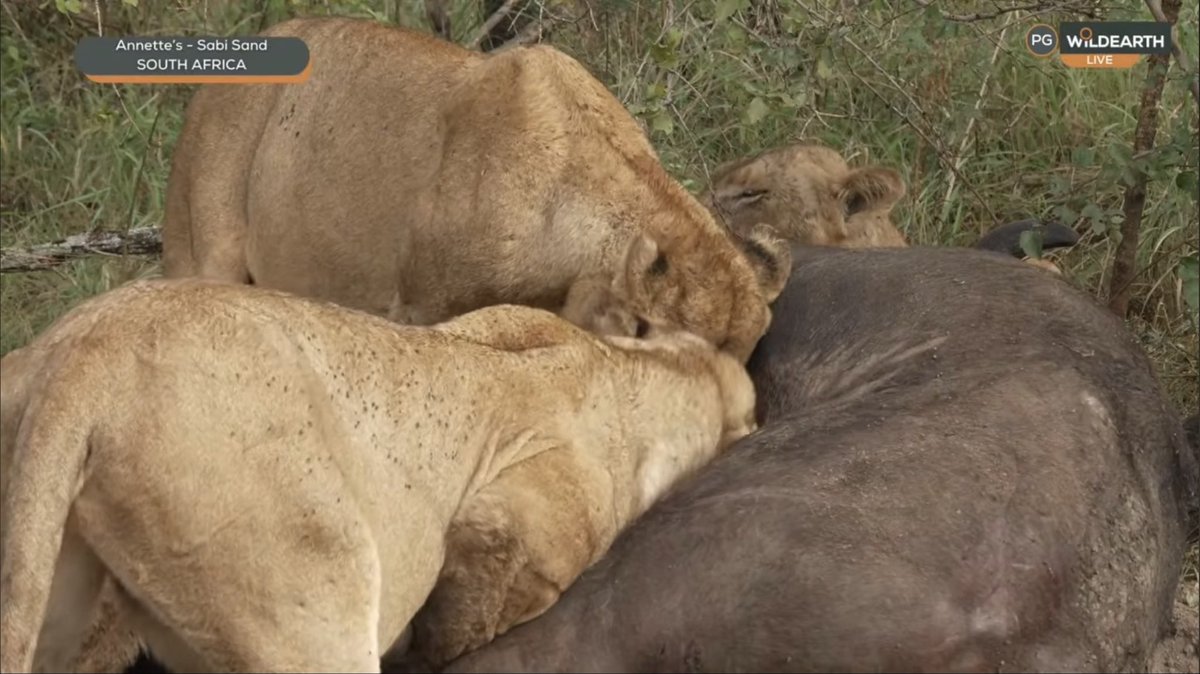 FelipeBravoV's tweet photo. Nkuhuma Pride’s EPIC sightings! at morning again 🦁 (Part 10) #wildearth https://t.co/2uwNbnlEfp