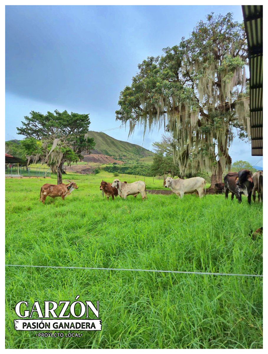 GarzonLocal's tweet photo. Entre montañas verdes, cielos abiertos y el sonido del campo, las vacas le dan vida a este paisaje que inspira paz y trabajo. 🌿🐄
La verdadera riqueza está en la naturaleza, la tranquilidad del campo y la pasión por la ganadería. 💚
#PaisajeGanadero 
@Fedegan @jflafaurie https://t.co/rdmtoKtFdU