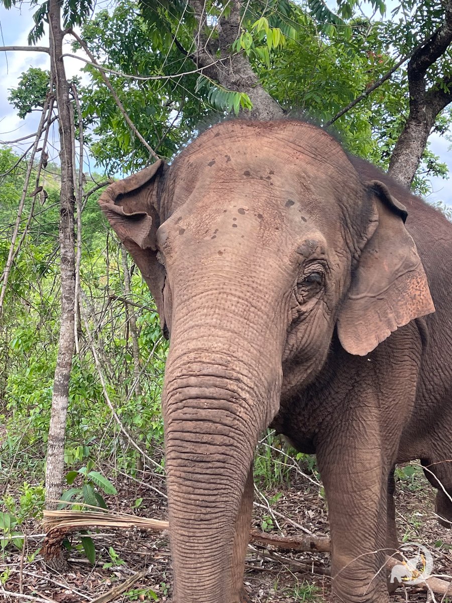Global Sanctuary for Elephants tweet media
