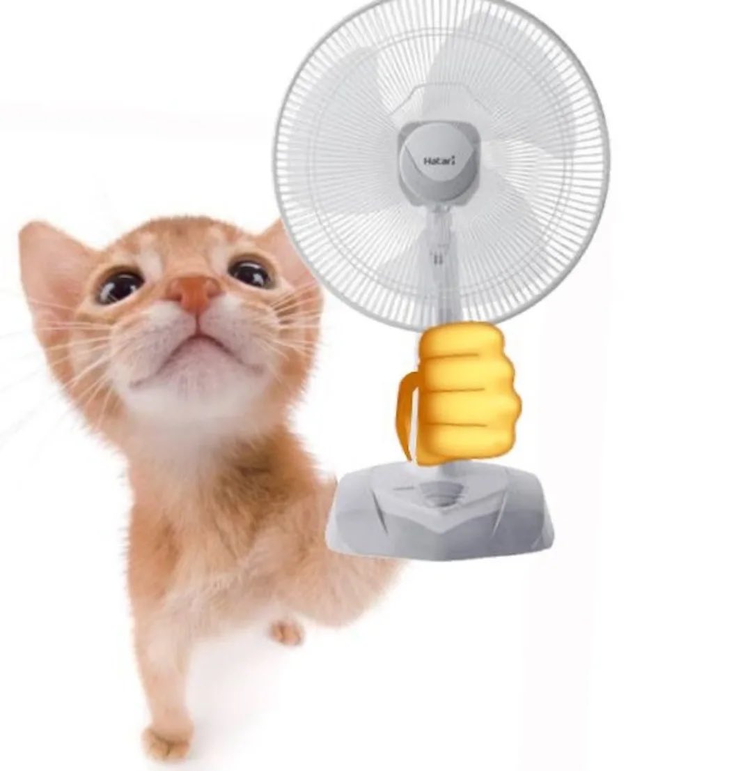 LiterallyMeCats tweet media