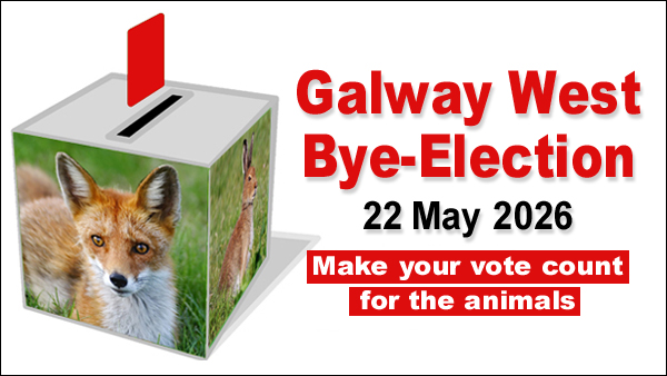 banbloodsports's tweet photo. In today's Galway West bye-election, please vote for compassionate candidates and reject those who support animal cruelty https://t.co/x2s0j52QXm #Galway #ByeElection #VoteLeftTransferLeft https://t.co/NCskhhnPVE