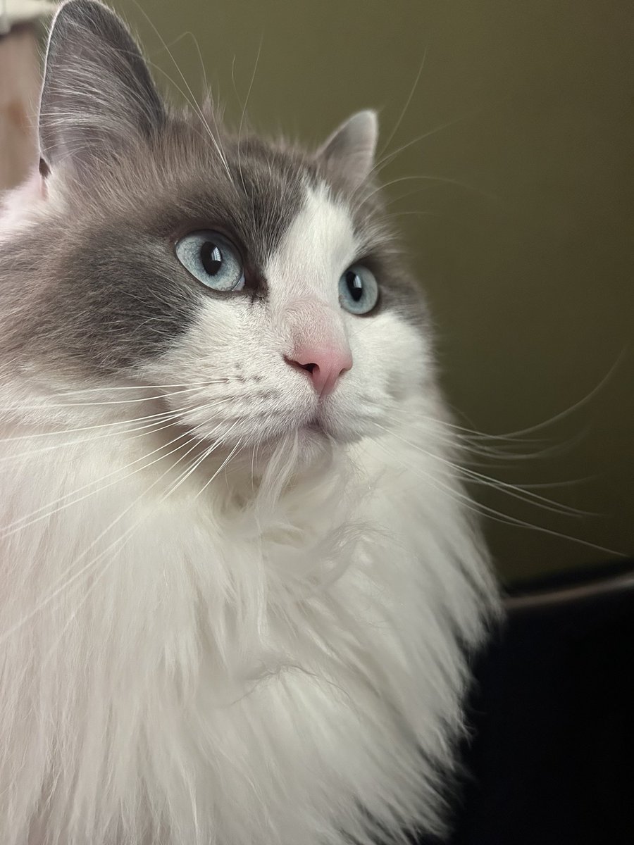 猫狂い人 (@Charles2_22) / Posts / X