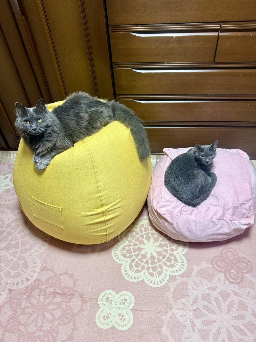 ちびたん tweet media