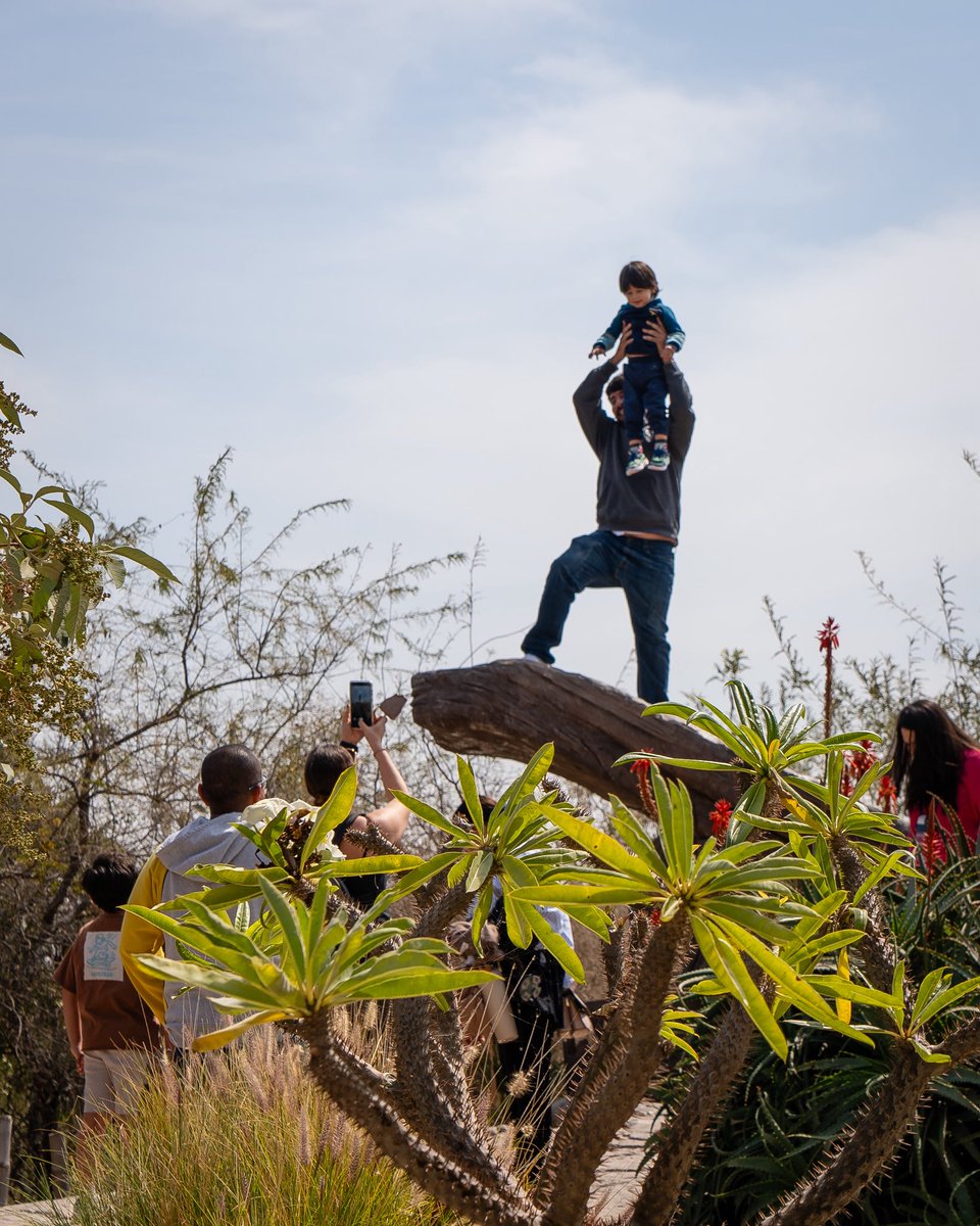 AfricamSafari's tweet photo. 🦁✨ ¡La aventura más salvaje te está esperando!
Descubre especies increíbles y crea recuerdos inolvidables junto a tu familia y amigos.
En Africam, cada visita se transforma en una experiencia única, mientras apoyas la conservación de muchas especies dentro y fuera del parque.🐾 https://t.co/UVKijTaoli