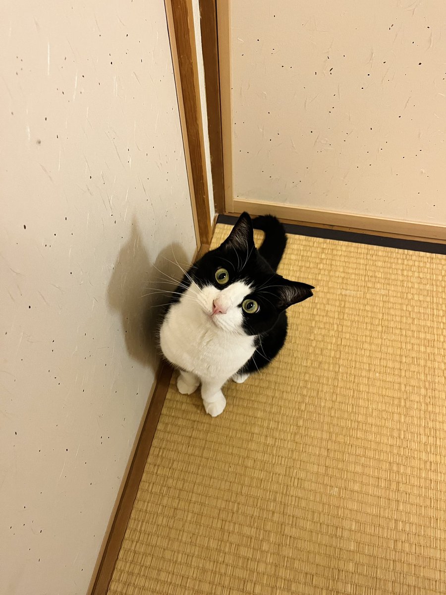 june20206's tweet photo. 押入れをあけてほしい https://t.co/wC7xMMqBBS