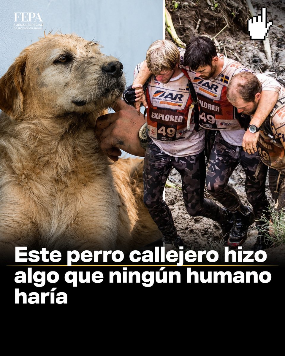 FEPA Protección Animal tweet media