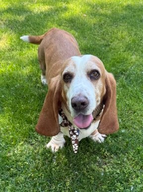 Guardian Angel Basset Rescue tweet media