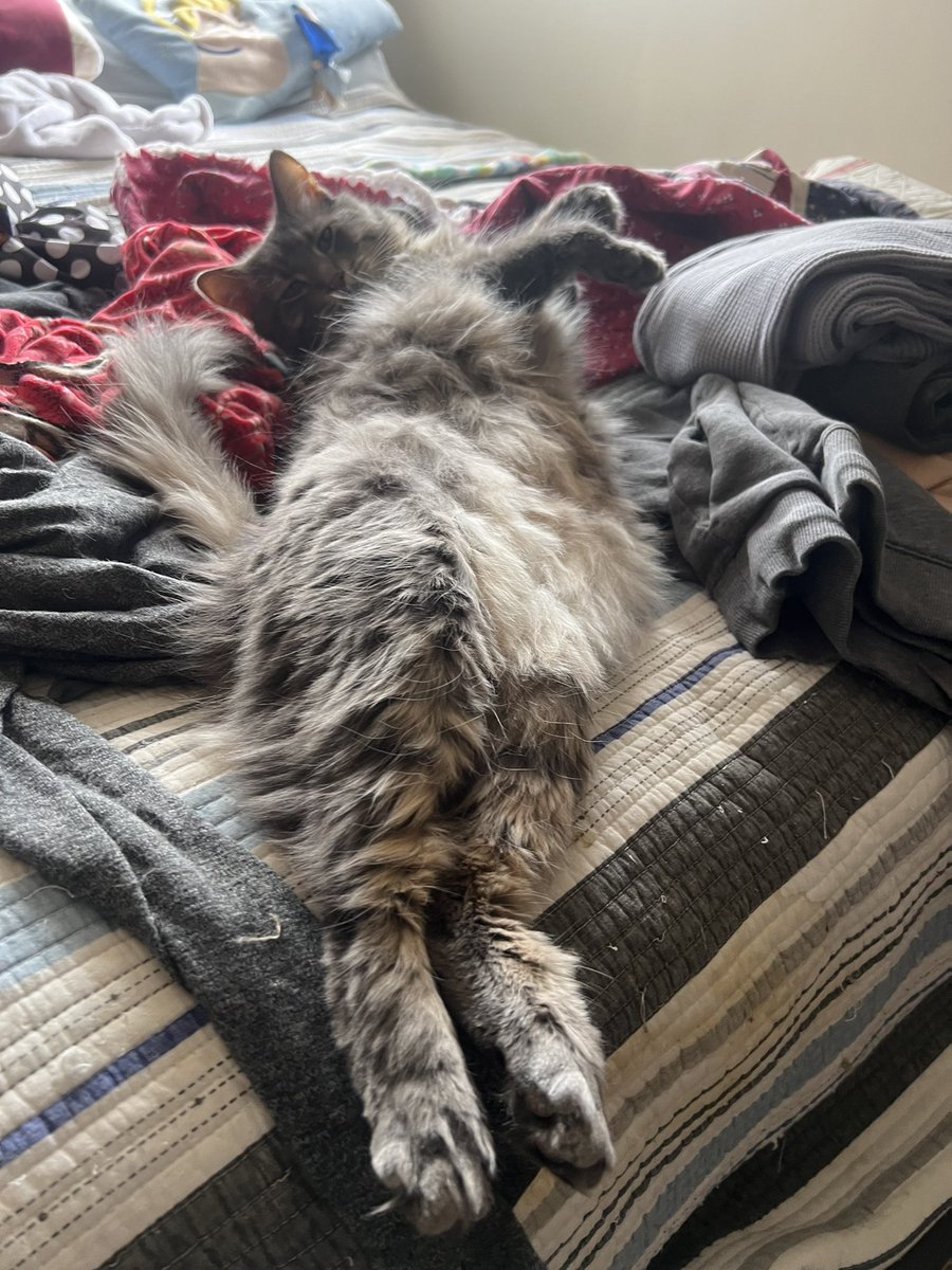 A Cat Named Bitches tweet media