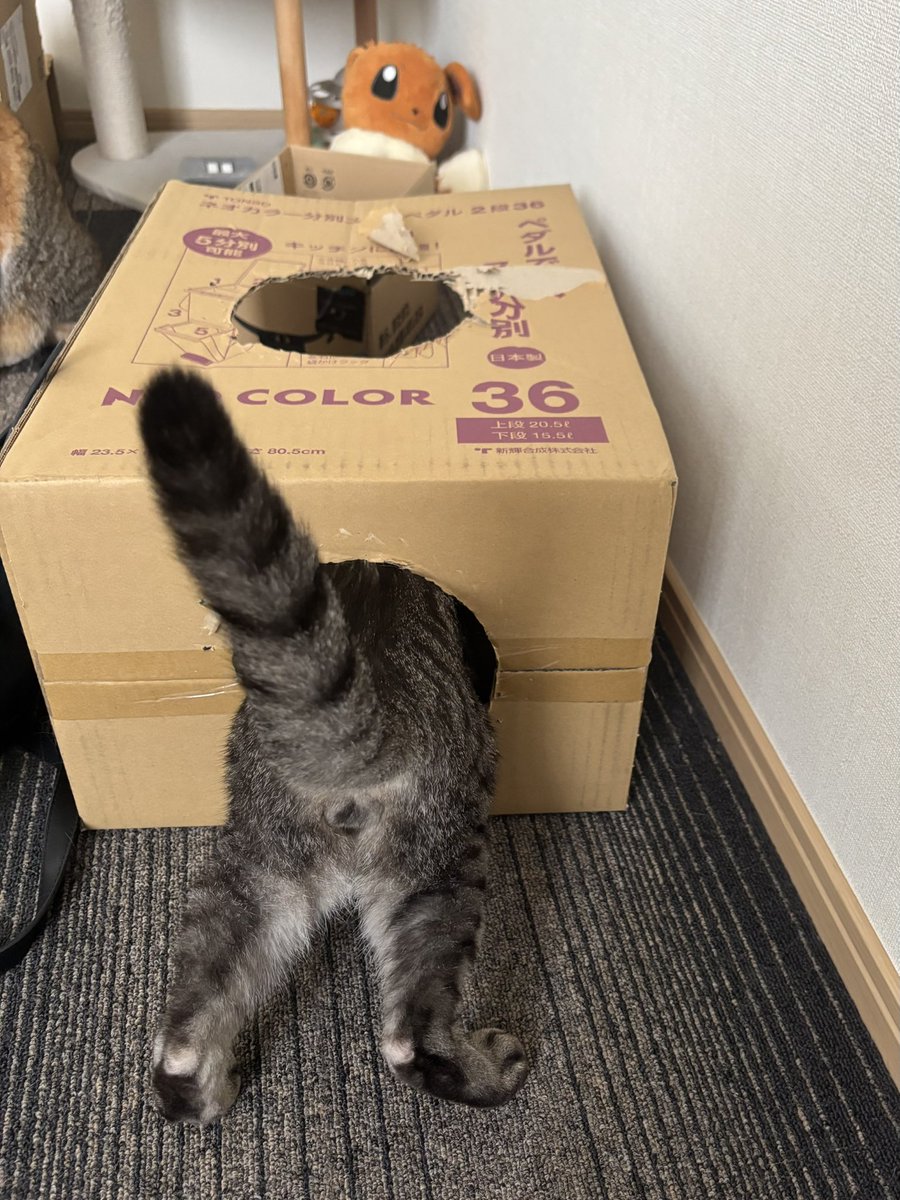 あいり🪆6/21神戸6バンチ31 (@fkstrike_yoi) / Posts / X