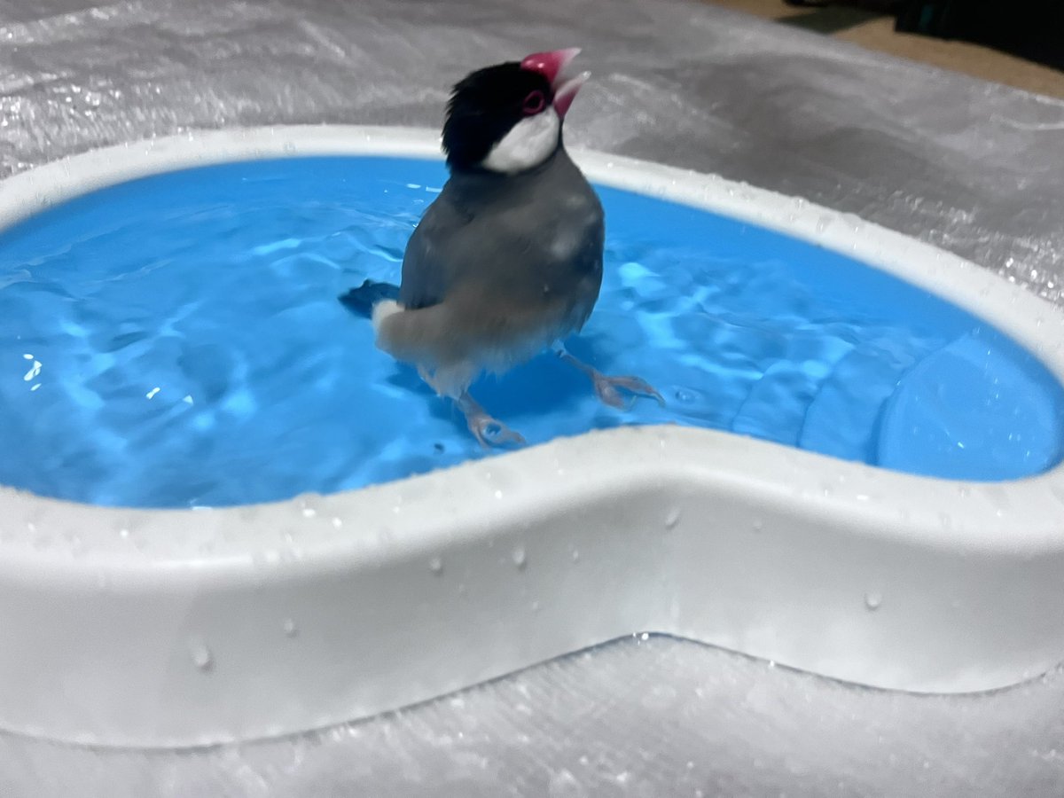 ぽんきち。 (@jponkichi) / Posts / X