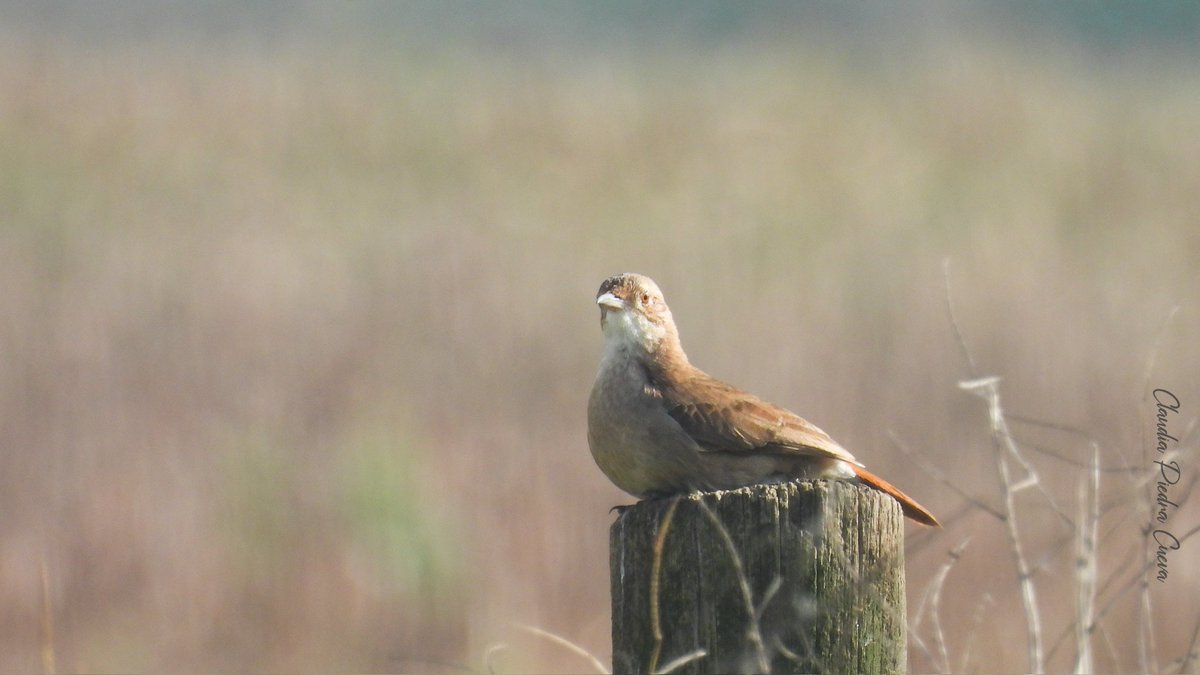 ClauLocura's tweet photo. #Taxojueves #ContactoVisual
🆔 Hornero (Furnarius rufus) 🥰 https://t.co/264jl3Ixnv
