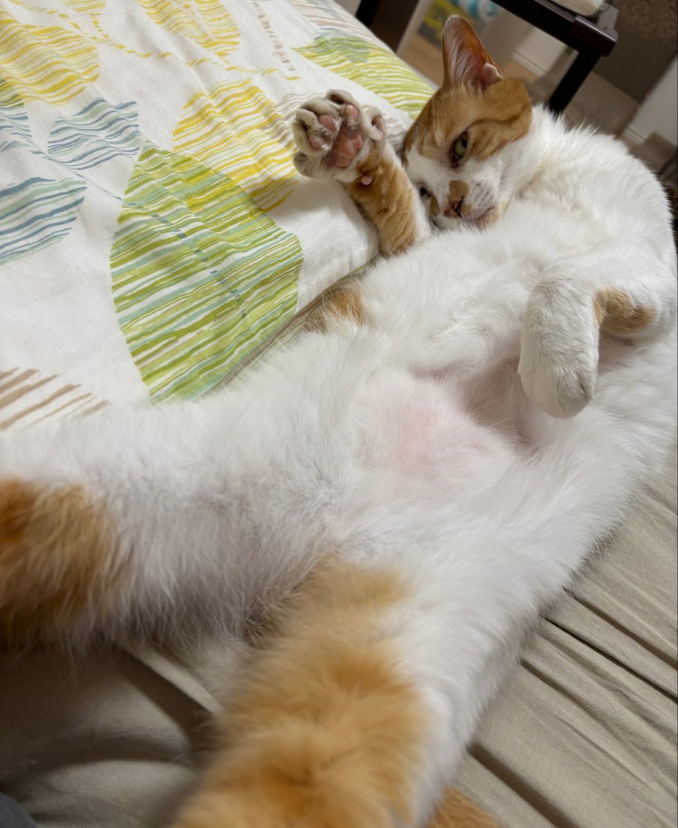 猫を飼えたアカウント (@nekoyashinau) / Posts / X