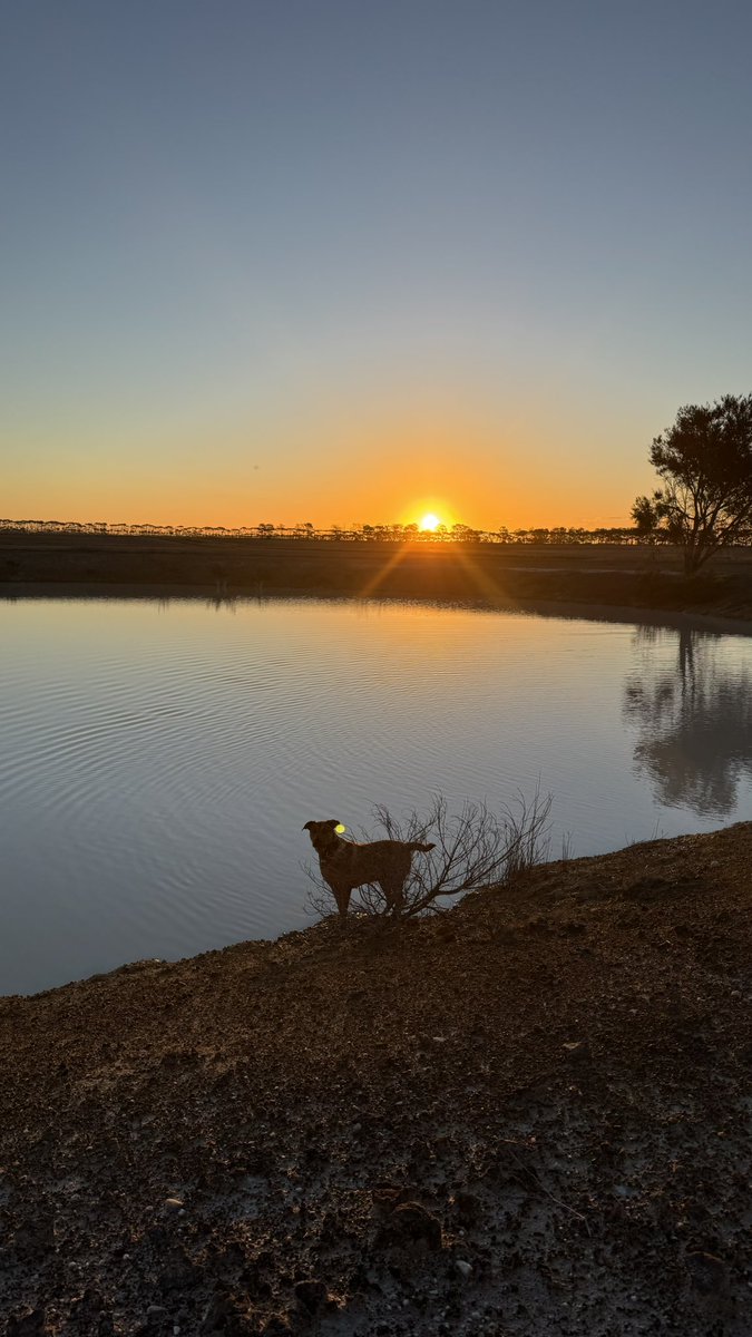 PiggottTash's tweet photo. Coupla recents
* sunrise 
*golden hr at the house dam with beaner
*late arvo seeding 
*canola pumping at Helmets. (This was the 1st stuff sown out here) https://t.co/TcUlE3XuQS