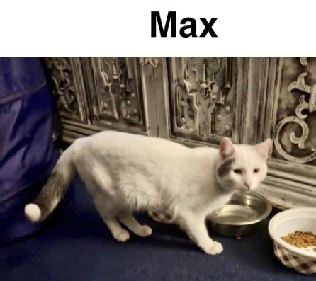 MeowMiya88's tweet photo. 📢🇺🇸🗽⏳️🚨💔😿🆘️Please RT to find Max ##NYC #missingcat #lostcat #Bronx #CatsOfTwitter #CatsOfX @HAPetRescuer https://t.co/4tYv6hQyTl