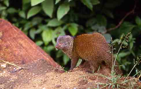 mzeeshimba05's tweet photo. #Wild Life
#アフリカの野生動物
#Mongoose
#マングース
マングースたちは何時も寄
り添いながら皆んなで周り
を警戒している猛禽類によ
る空からの襲撃やジャッカ
ルなどの肉食獣たちの捕食
から群れを守ってるいる https://t.co/ICJEOMvDQV