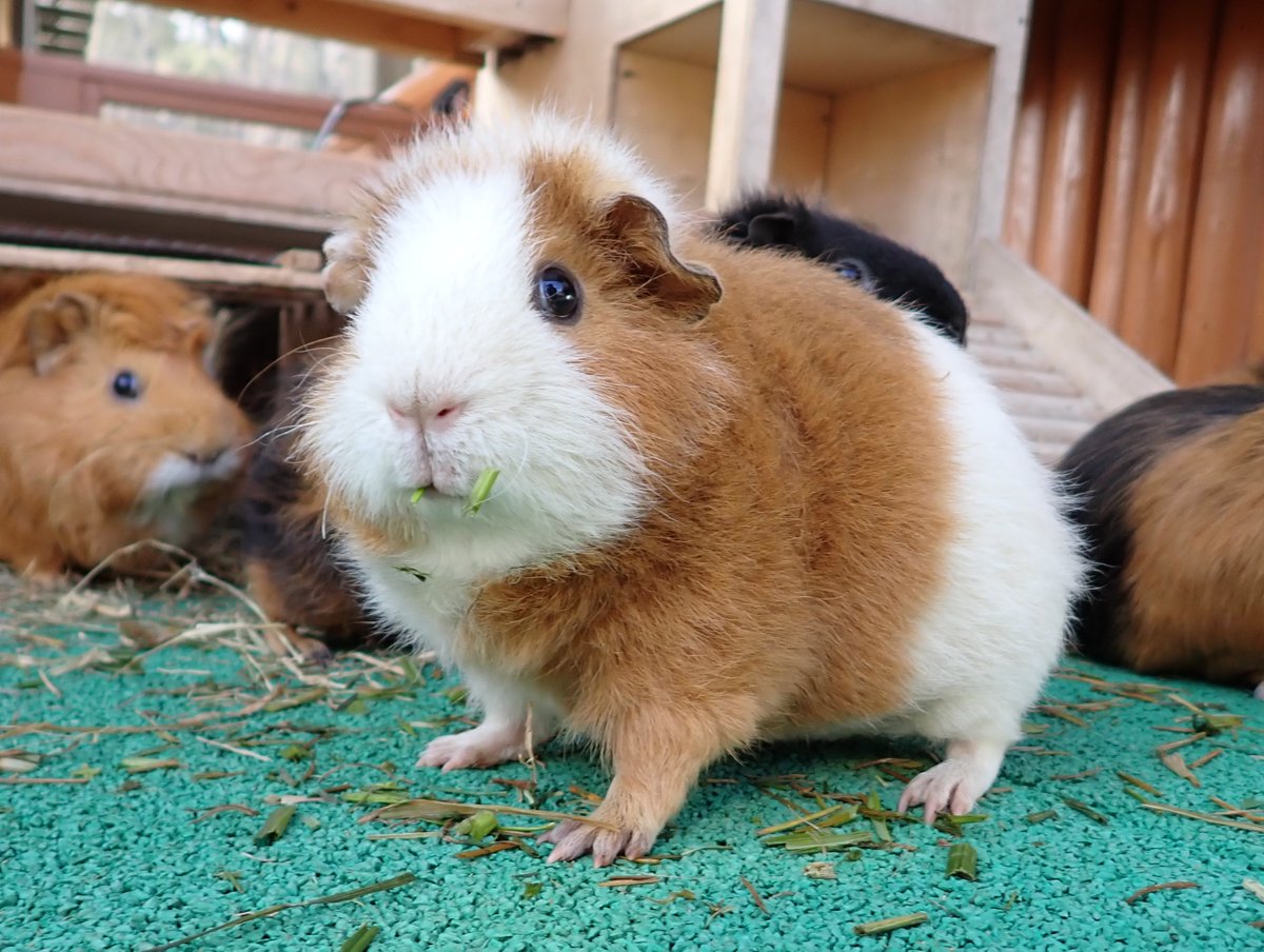 多摩動物公園［公式］ tweet media