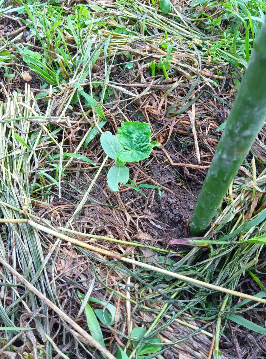 ヨシぞう 畑の問題児🐛🌿🫑🥦 tweet media