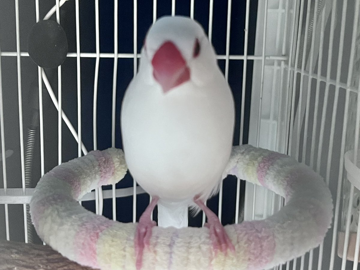 ぽんきち。 (@jponkichi) / Posts / X