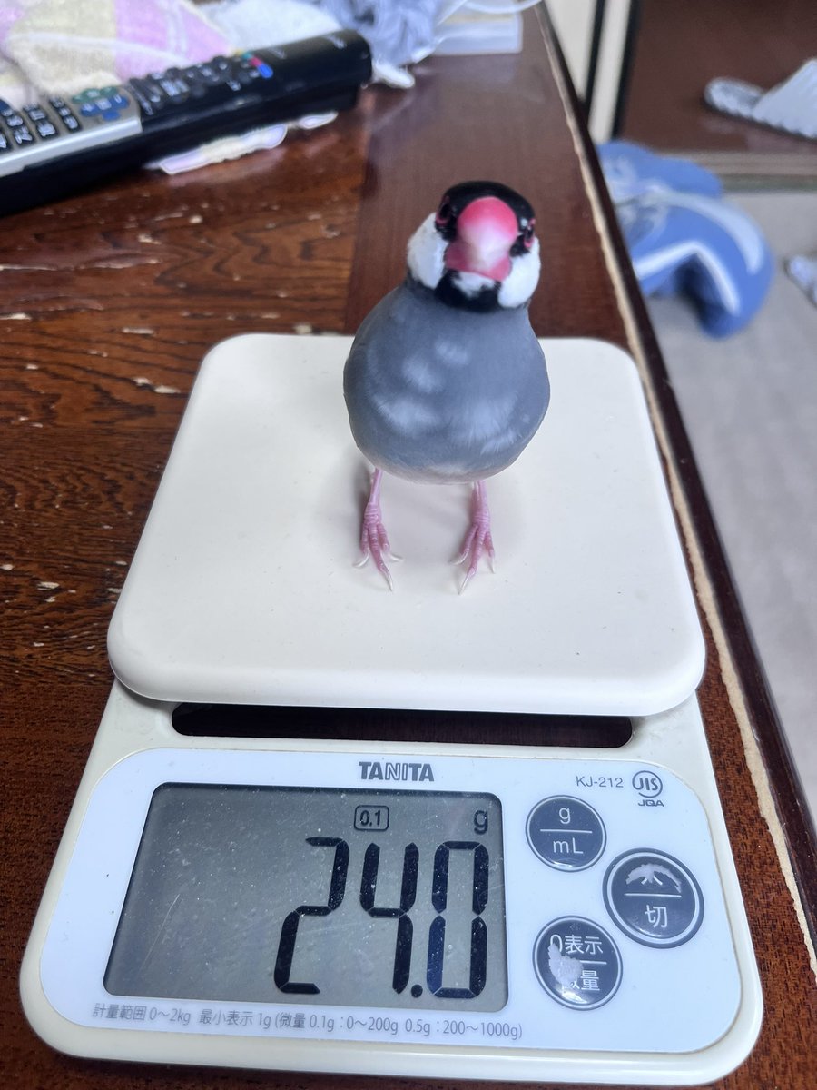ぽんきち。 (@jponkichi) / Posts / X