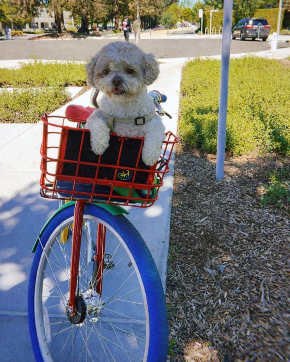 A small, white fluffy dog sitting in a red wire basket attached to the handlebars of a bike.

