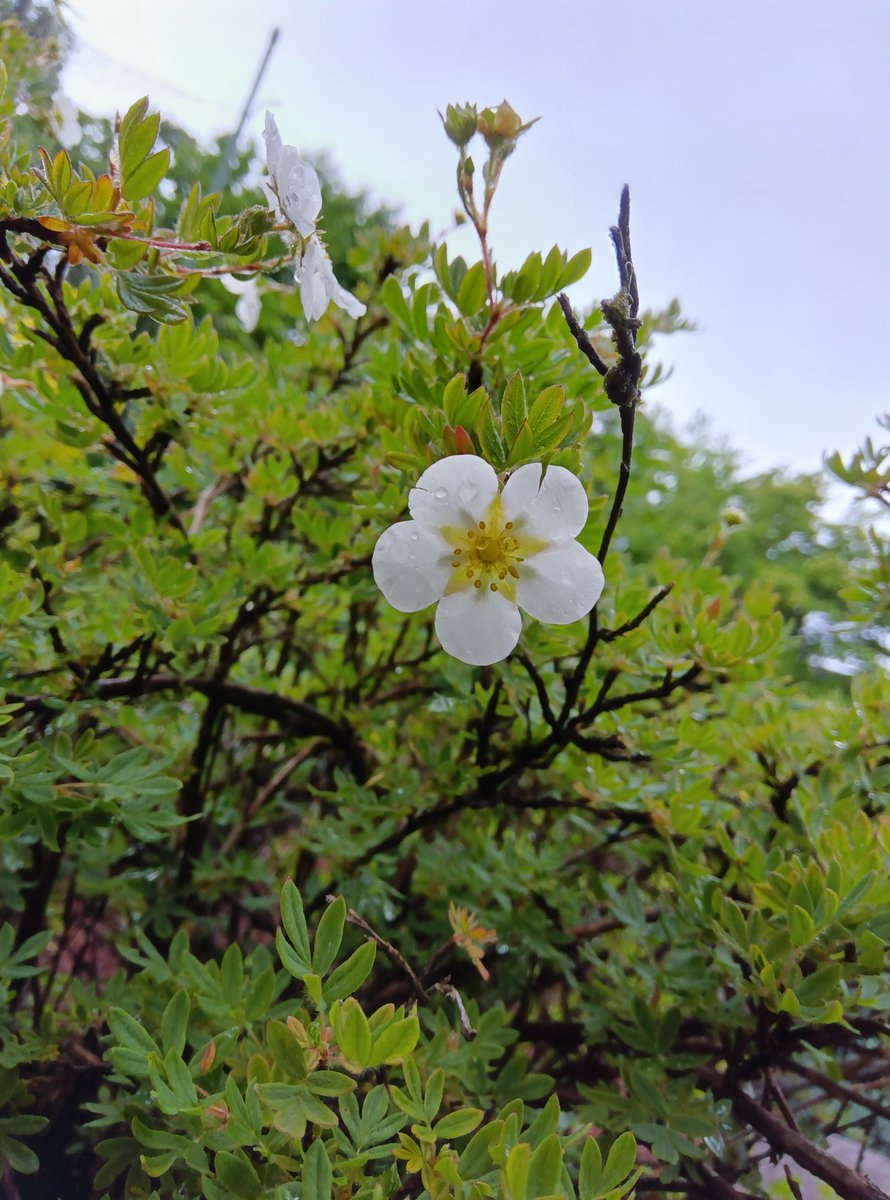 立秋の頃　パステル画　箱根湿性花園 季節の花 秋|箱根湿生花園【公式】