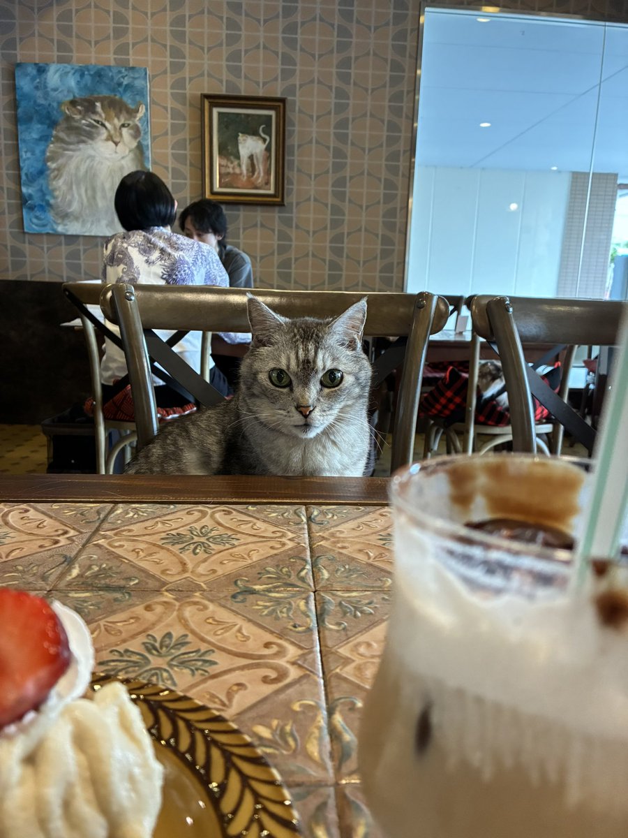 猫喫茶 ネコブ tweet media