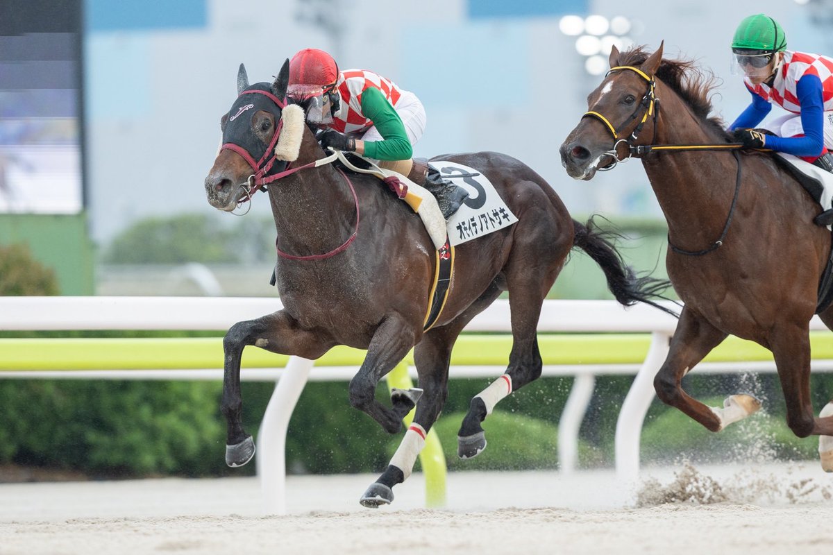 equineracing_jp's tweet photo. 大井競馬　3歳六七八(3歳七)において育成馬オモイデノアトサキ号が優勝しました。
馬主の池谷誠一様、前田ファーム様、矢野貴之騎手、福田真広調教師はじめ関係者の皆様おめでとうございます！ https://t.co/wVZfj1OUMT