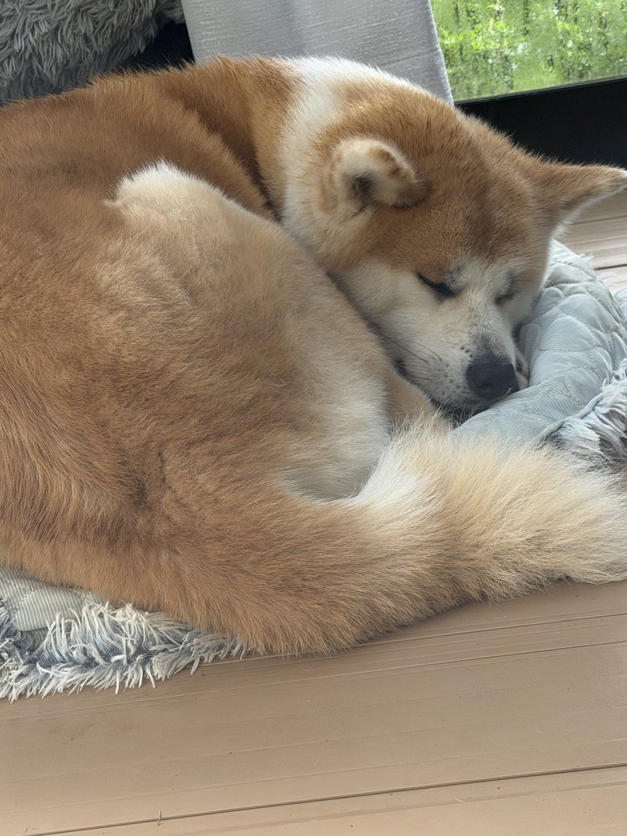 秋田犬ルナ (@luna20230414) / Posts / X