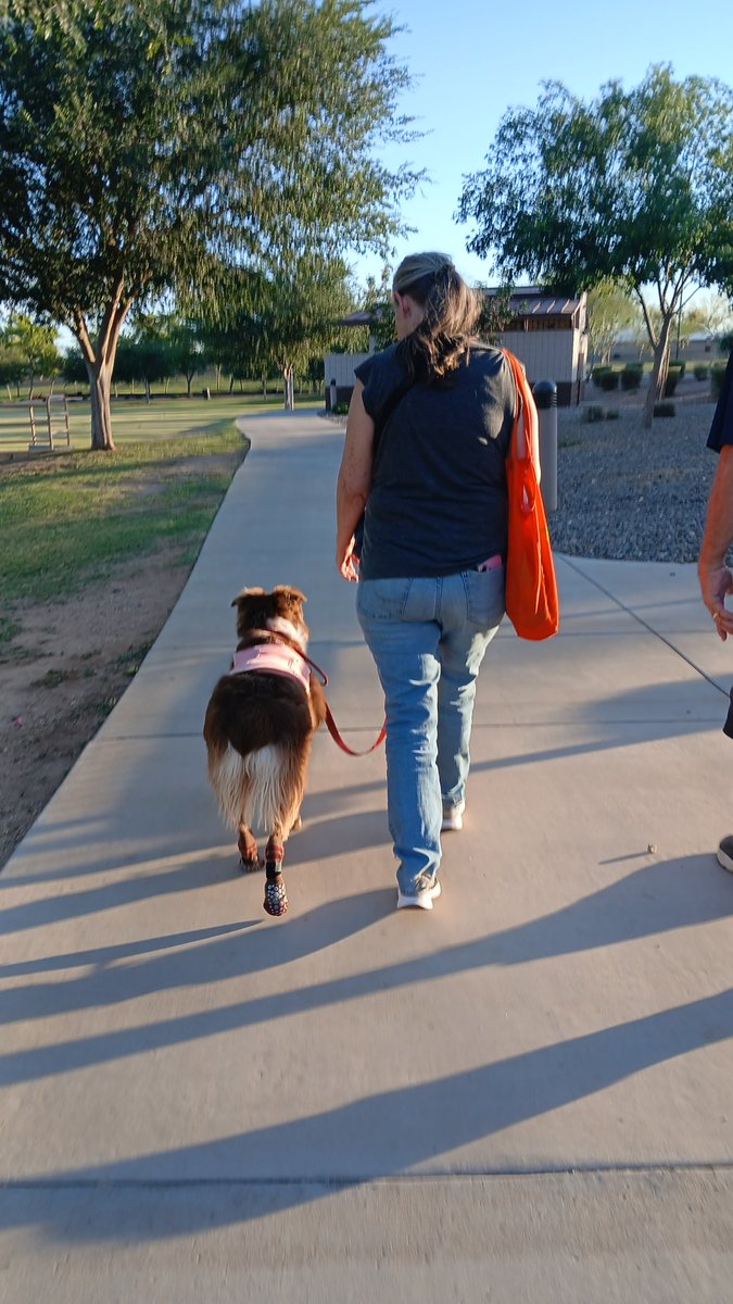 LegendAcres's tweet photo. What your dog becomes

Is built in small moments

Not big ones

Consistency wins https://t.co/H9ffBoRGN9