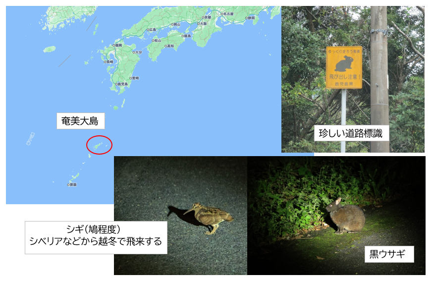 iwanapapa's tweet photo. 奄美大島の夜のツアー。夜行性動物の観察で山中の道路を走行観察する。道路脇の下水路にもイモリなどがうごめく。保護しているウサギが農家の野菜畑に出没し始めたら害獣になるやも、適正管理が出来るものか？ https://t.co/07v6SQknAf
