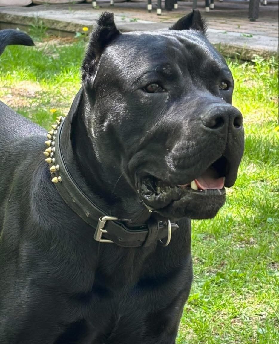 CanadianBlackBear🇨🇦 (CanadianPenny🌈) tweet media