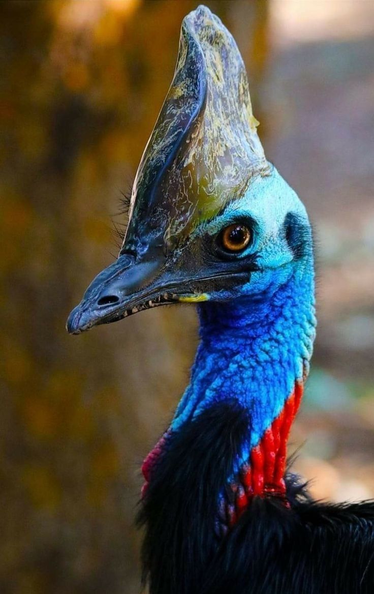 Cassowary tweet media
