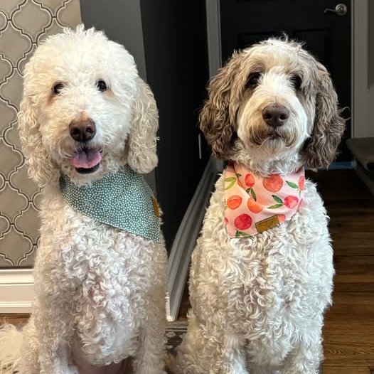 Nessa + Macie Doodle 🇨🇦 tweet media