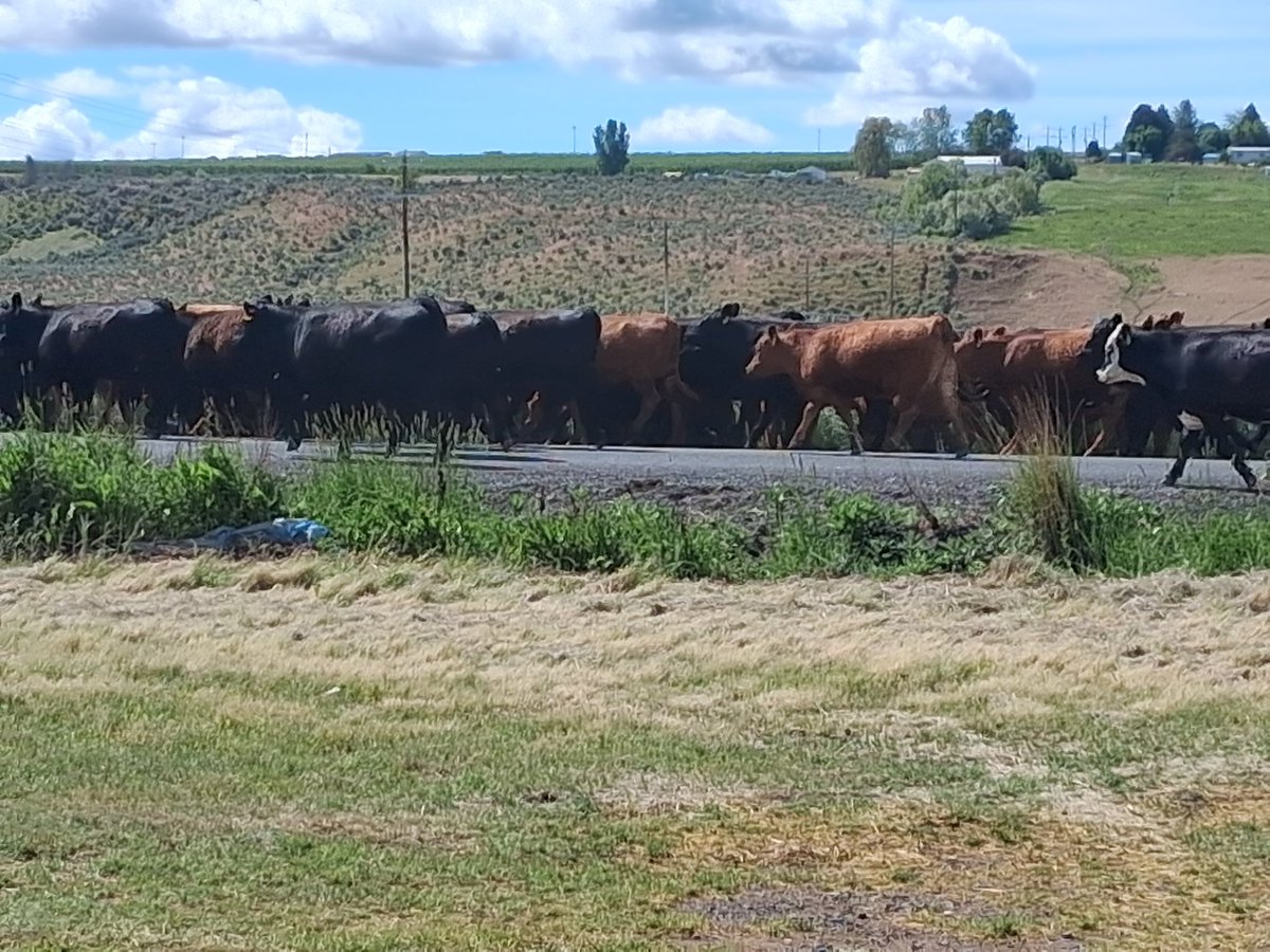 Bovine Thots With Poppin Twats tweet media