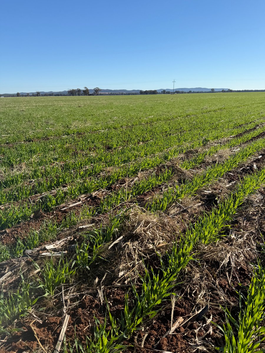 InterGrain1's tweet photo. A welcome hit of rain and autumn sunshine has @HartBrosSeeds Neo CL barley 2026 production crop powering ahead near Temora, NSW https://t.co/LnzWPgSDlq