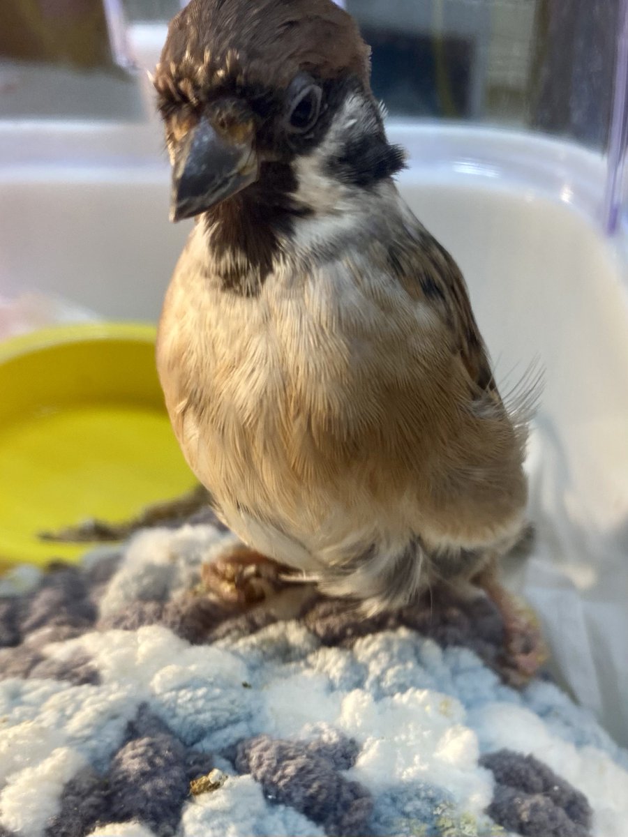 るみな😼🐣🐈🕊️🦜ゆるっと〜!💜 tweet media
