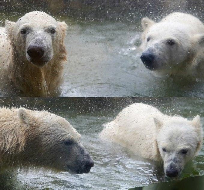 リベンジしたいー もう大きくなったけど笑 ʕ•ᴥ•ʔ