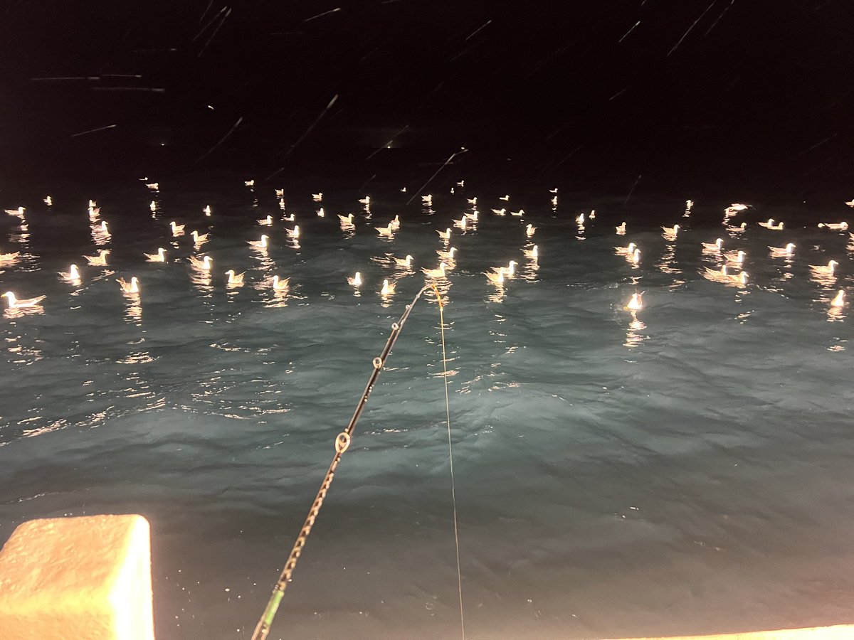bpm_masa's tweet photo. ひょっとしてみんな釣れるの待ってるの？ https://t.co/UUU7FboPoU