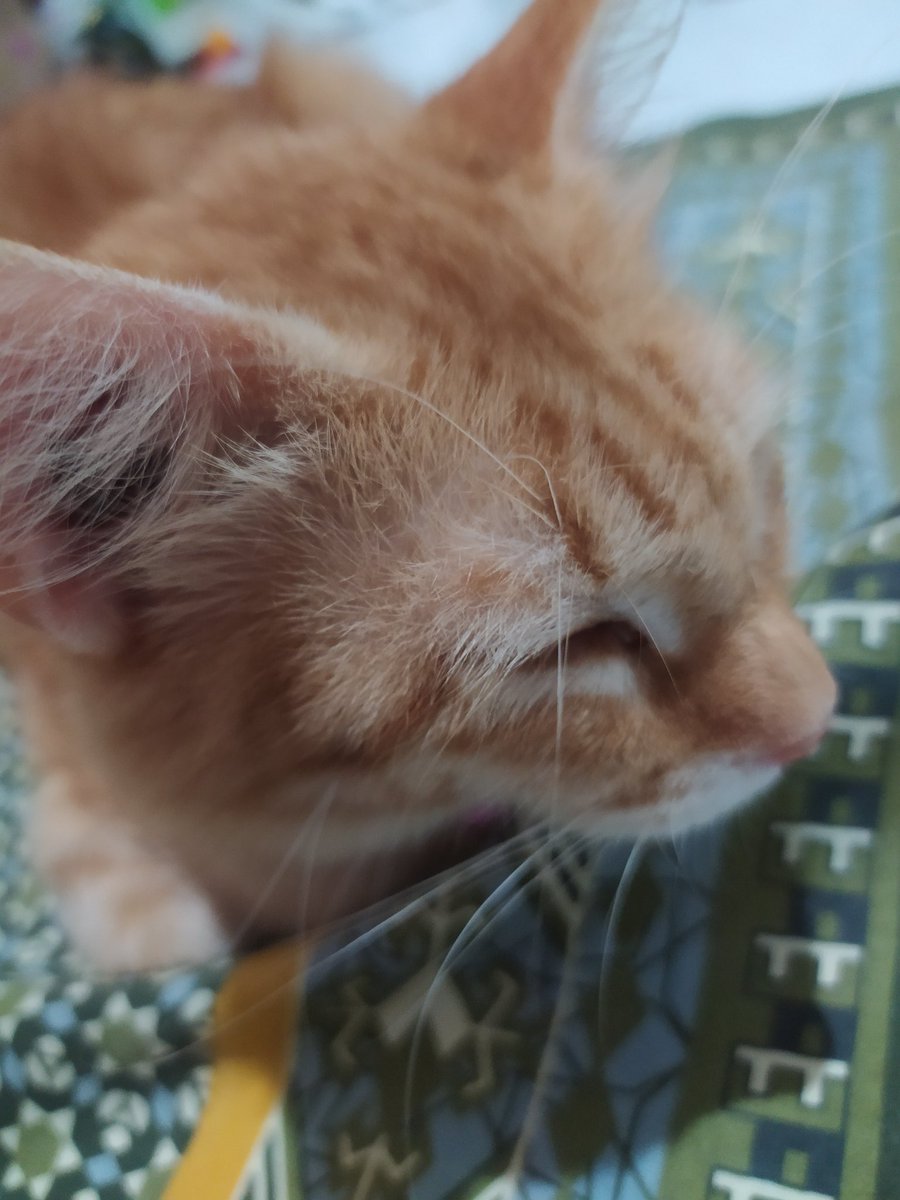 chingutweet's tweet photo. @CuteCatsMagic https://t.co/RjqAh67VWf
