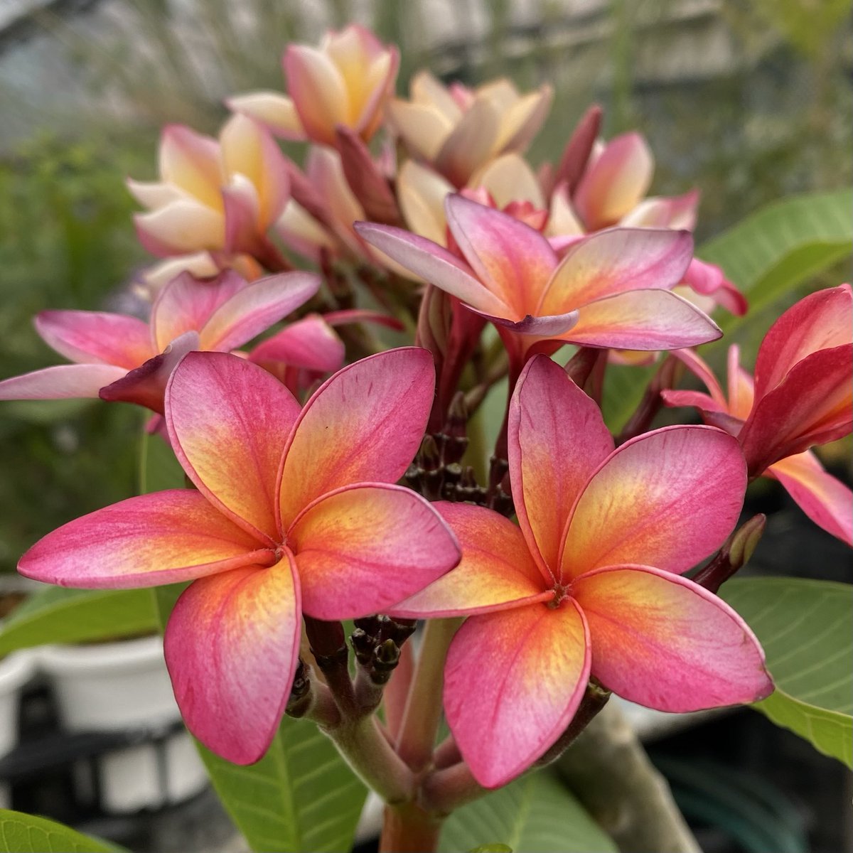 プルメリア、開花！ #プルメリアの花 #プルメリアが咲いたよ #プルメリア