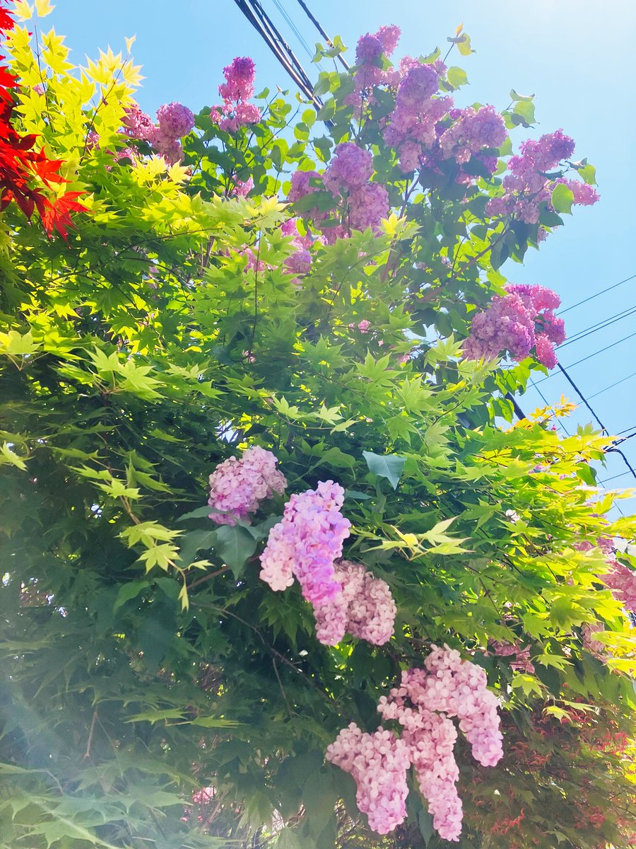shitieaya's tweet photo. 緑がきれいな季節 https://t.co/79PuOqtsHw