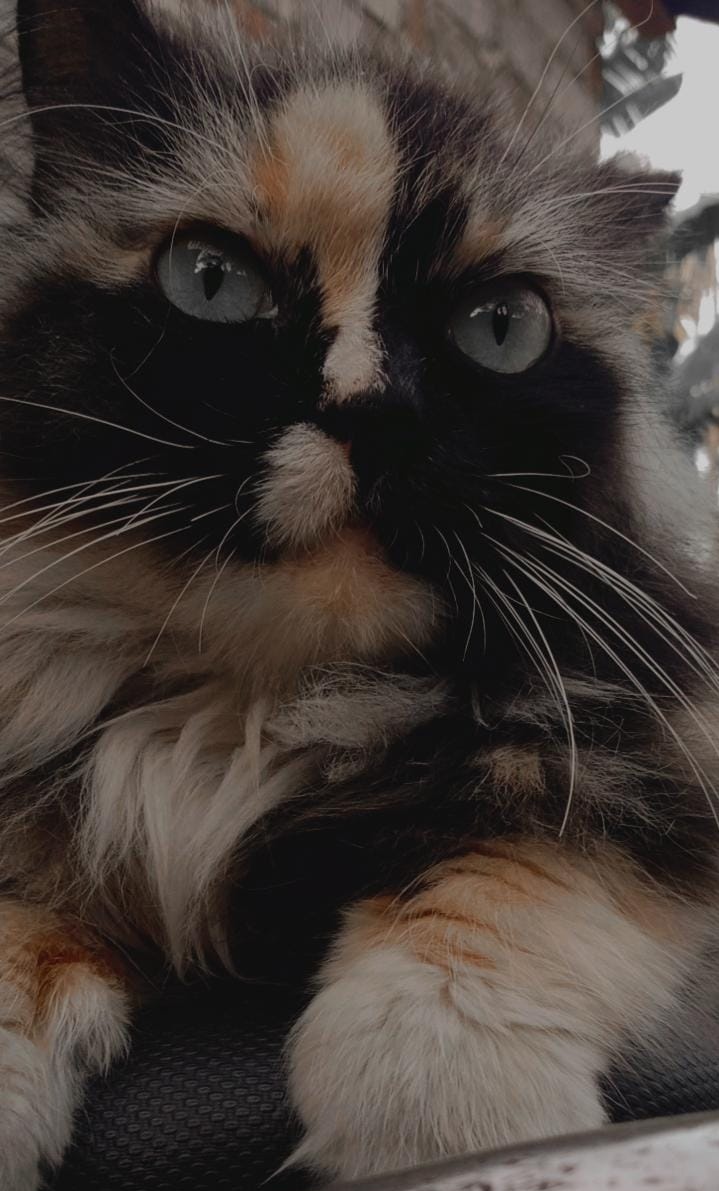 mei🌻 tweet media